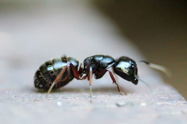 BHP - Anti insectes : fourmis, araignées, puces, blattes, ...